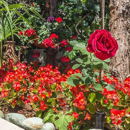 Roses & Wellness * Ičići