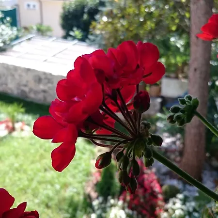 Roses & Wellness Lägenhet *