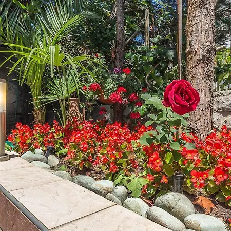 Roses & Wellness Apartment *
