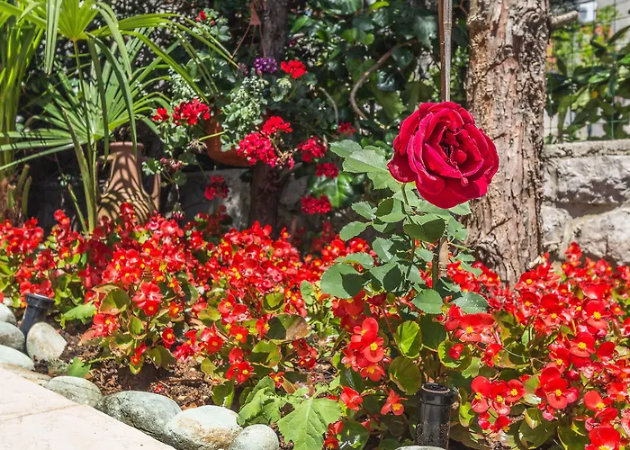Roses & Wellness * Ičići