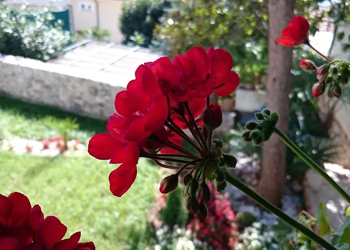 Roses & Wellness Daire *