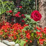 Roses & Wellness * Ičići